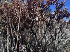 Sprengelia incarnata