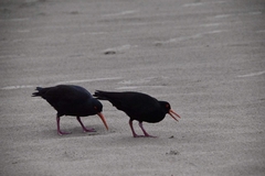 Haematopus fuliginosus