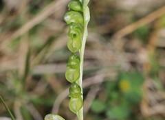 Pterostylis mutica