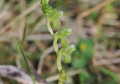 Pterostylis mutica