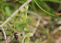 Pterostylis mutica