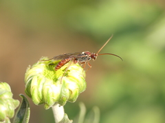 Ichneumonoidea