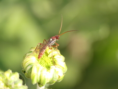 Ichneumonoidea