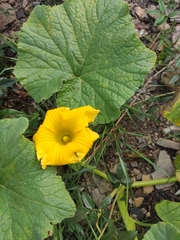 Cucurbita