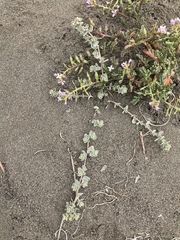Atriplex leucophylla