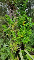 Griselinia lucida