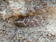 Lepidoptera