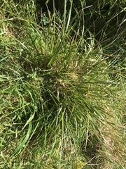 Poa anceps