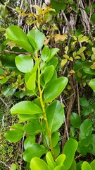 Griselinia lucida