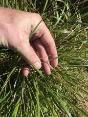 Poa anceps