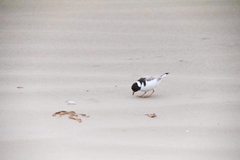 Thinornis cucullatus