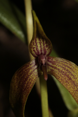 Bulbophyllum baladeanum