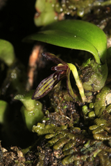 Bulbophyllum ngoyense