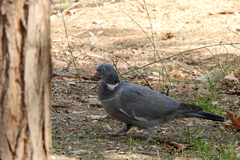 Columba palumbus