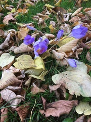 Crocus speciosus