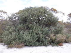 Banksia media