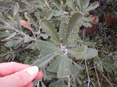 Banksia media