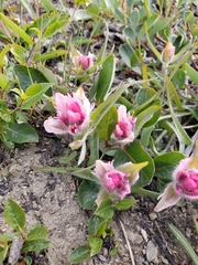 Castilleja elegans