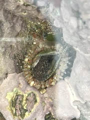 Aulactinia verrucosa