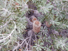 Banksia media