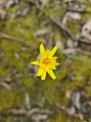 Microseris