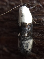 Trachypepla amphileuca