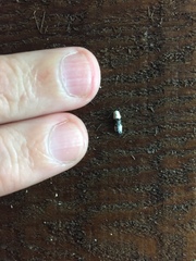 Trachypepla amphileuca