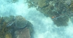 Monotaxis heterodon