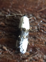 Trachypepla amphileuca