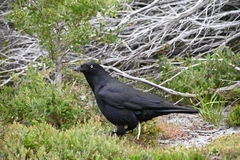 Corvus tasmanicus