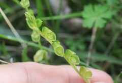 Pterostylis mutica