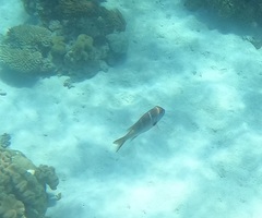 Monotaxis heterodon