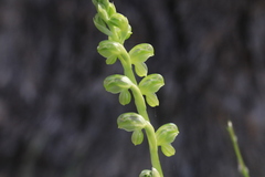 Pterostylis mutica