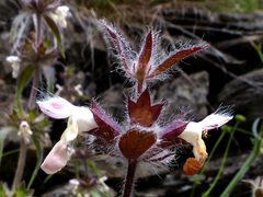 Stachys alpina
