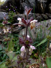 Stachys alpina