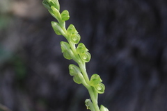 Pterostylis mutica
