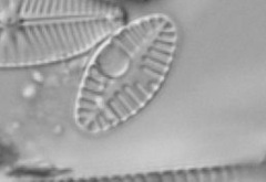 Planothidium frequentissimum