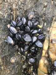 Mytilus edulis