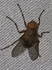 Ormia