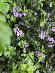 Prostanthera rotundifolia