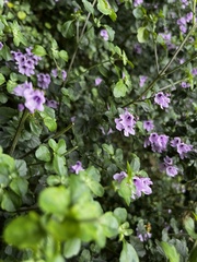 Prostanthera rotundifolia