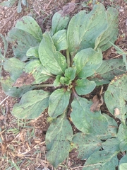 Plantago major