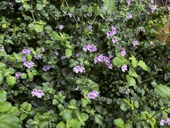 Prostanthera rotundifolia
