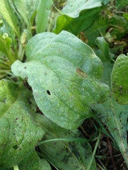 Plantago major