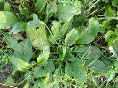 Plantago major