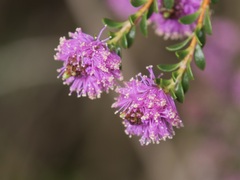 Kunzea recurva