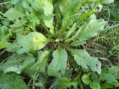 Plantago major