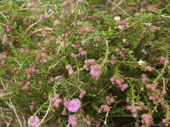 Kunzea recurva
