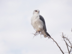 Elanus caeruleus caeruleus
