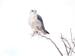 Elanus caeruleus caeruleus